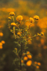 Close Up Of Wildflowers