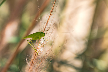 Eine Heuschrecke steht in der Mythologie für Leichtigkeit und Verlust