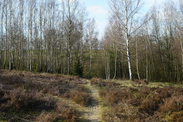 Birken Hain Landschaft mit Heidekraut und Wegen im Fr&uuml;hling