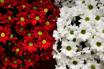 background with red and white flowers