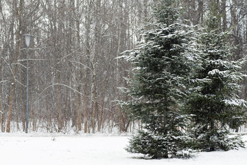 Large lush Christmas trees on the background of snowfall in the winter Park