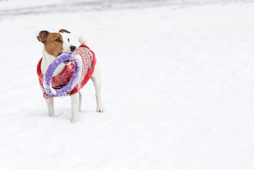 A Jack Russell Terrier in a red sweater plays with a ring in a snowy winter Park