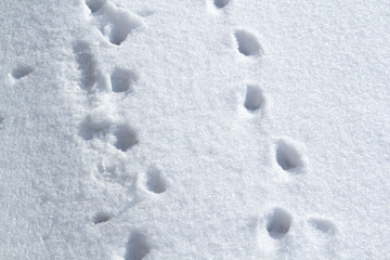 Animal tracks cross a snowfield diagonally, with a blue sky in background.