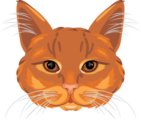 Ginger cat head