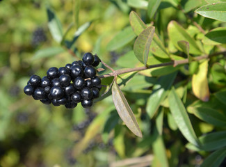 Brush with berries of common privet (Ligustrum vulgare L.)
