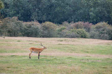 Red Lechwe Antelope (Kobus leche) looking for the herd