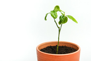 clay pot with sprout of tree on white background