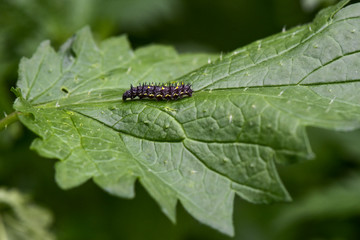 Naklejka premium caterpillar