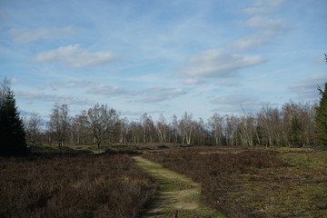Birken Hain Landschaft mit Heidekraut und Wegen im Frühling