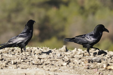 raven common