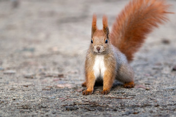 Female squirrel - winter fur - 330559985