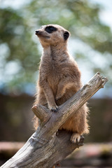 Meerkat or Suricate (Suricata suricatta) acting as a sentry for the group