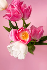 Close- up of pink tulips on a pink background. mother's day. Selective focus. International women day. March 8. Greeting card.