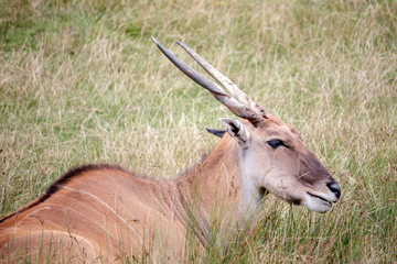 Common Eland (Taurotragus oryx)