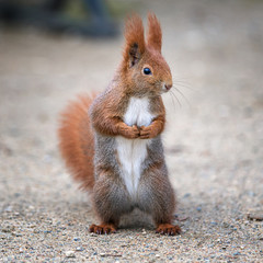Red squirrel standing - 330560396