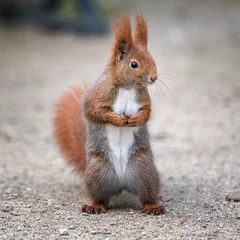 Tuinposter Rode eekhoorn staand © surprisemeseptember