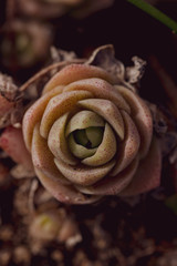 Rose succulent