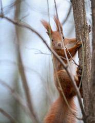 Red squirrel climbing a tree - 330560591