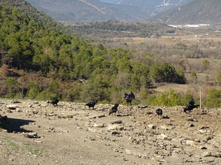 raven common
