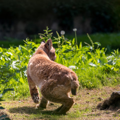 Fototapeta premium Young Northern Lynx ( Felis lynx lynx) walking in the sunshine