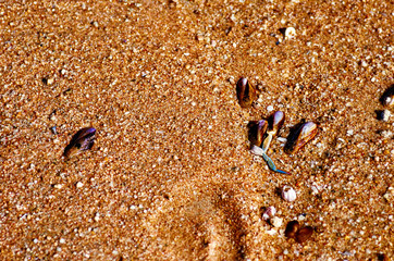 sea shells on the beach