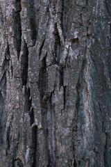 Fototapeta premium texture of tree bark. gray vertical background. copy space