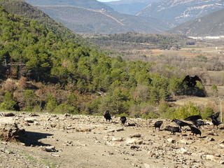 raven common