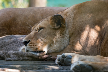Naklejka na ściany i meble Barbary Lion (Panthera leo leo) sleeping on some sack cloth