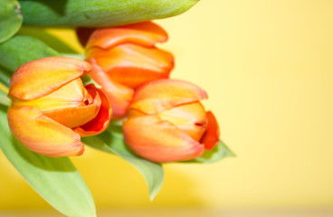 Three orange tulips with green leaf on light-yellow background