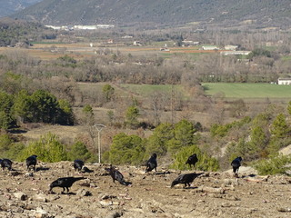 raven common