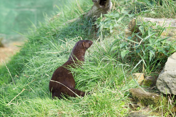 European Mink (Mustela lutreola) sitting in the sun waiting for something to happen