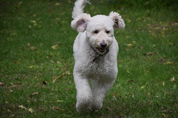 Goldendoodle