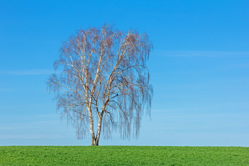 Baum