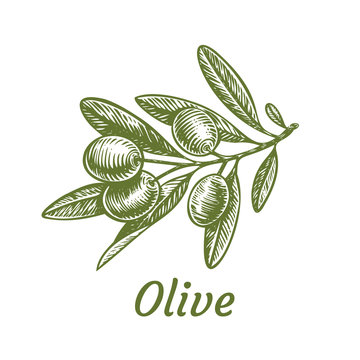 Olive branch tree isolated leaf. Olive food green branch plant illustration.