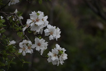 Flores blancas de almendro