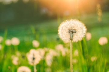white dandelion in the field in the summer at sunset.