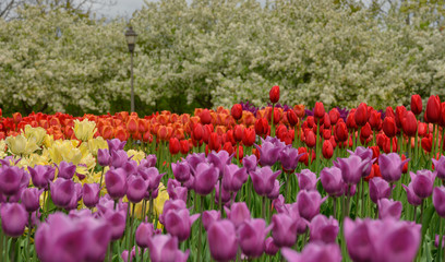 Colorful Tulips in Garden Bed