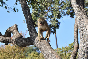 Female chacma baboon screaming in Chobe National Park, Botswana