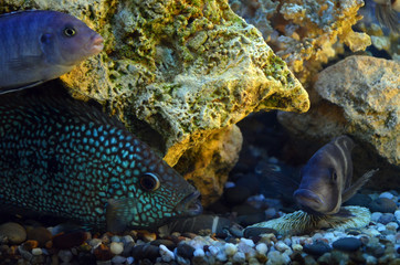 Freshwater aquarium fish. Cichlids. Corals.