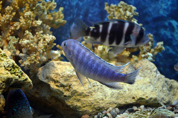 Freshwater aquarium fish. Cichlids. Corals.