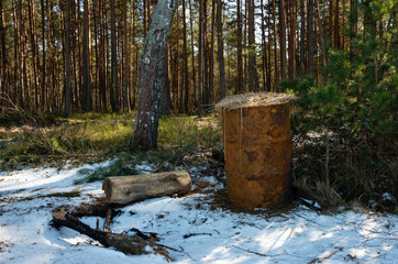 Old rusty barrel in the forest with haulms