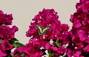Schwalbenschwanz Schmetterling bei der Nektaraufnahme auf einer Bougainvillea Blume