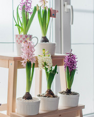 spring has come into its own. hyacinths bloom in my house