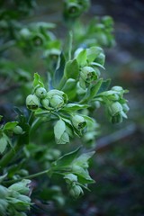 Palm leaf hellebore