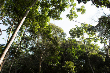 Trees in the tropical forest