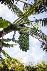 Palmera platanera de gran altura con racimos de plátanos, bananas y largas ramas con hojas grandes con un cielo azul de fondo