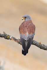 Lesser kestrel male photographed with the sunrise lights