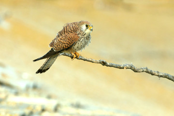 Lesser kestrel adult female at their regular perch in their nesting ground in the last light of day