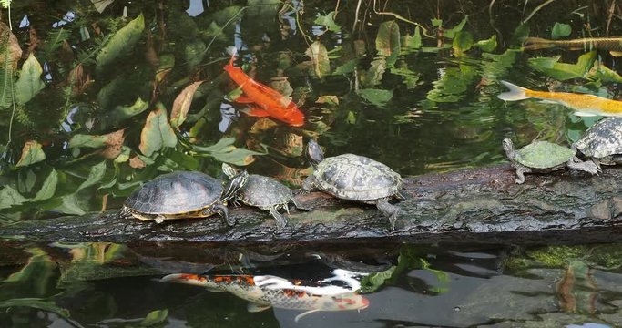 Several red-eared painted turtles sit and slowly move on the log, koi fish swim around. 