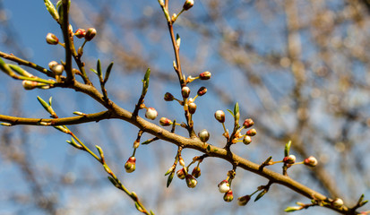 branch of a tree in spring